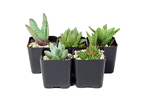 The Hydroponic City Black Square Flower Nursery Pots for Starting Seedlings, Succulents, or Cacti - 2" x 2", Pack of 10 + 5 THCity Stakes