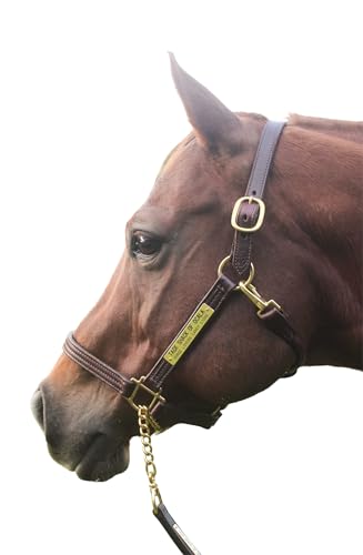 Tack Shack of Ocala Leather Halter with Customized Engraved Name Plate Option Halter for Horse | Brown/Brass, Padded Halter (Blue or Green) Black/Brass, Black/Chrome Options (Weanling/Small Pony)