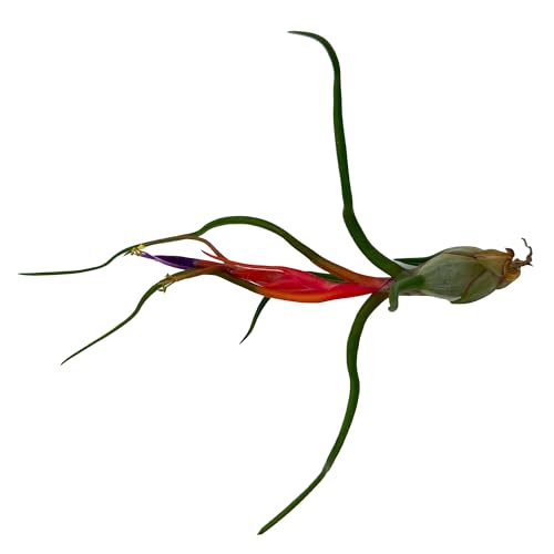 ragnaroc Air Plants - Elsker Gift Box - Large 4" - 5ct - Live Arrival Guaranteed - House Plants for Home Decor & Gift