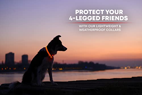 LED Dog Collar, USB Rechargeable, XX-Small (XXS) - 8.6'' - 11.4'', Bright Orange