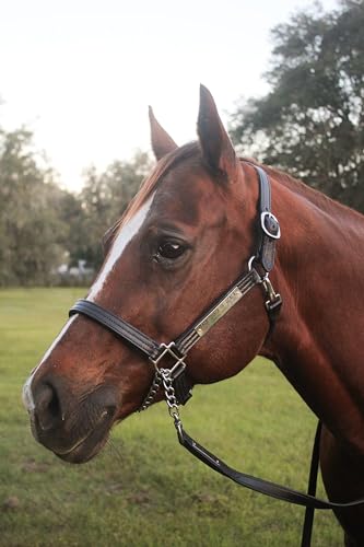Tack Shack of Ocala Leather Halter with Customized Engraved Name Plate Option Halter for Horse | Brown/Brass, Padded Halter (Blue or Green) Black/Brass, Black/Chrome Options (Weanling/Small Pony)