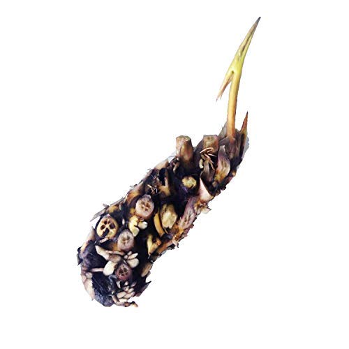 Live Water Lilies Rhizomes (Tubers)| Pre-Grown Hardy Lilies in White, Red, Yellow, Pink (Orange)
