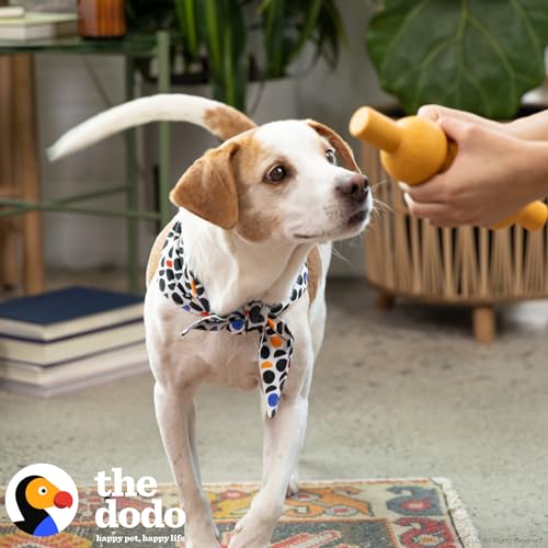 The Dodo Dog Bandana, Dodo Print; One Size Fits Most; 26 Inch Dog Bandana Triangle; Dodo Pattern Neck Kerchief for Dogs, Everyday Pet Apparel Accessories