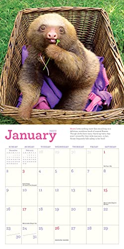 Original Sloths Mini Wall Calendar 2022: 12 Months of Irresistible Cuteness, Sloth Trivia, Stories, and Facts