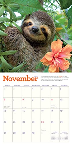 Original Sloths Mini Wall Calendar 2022: 12 Months of Irresistible Cuteness, Sloth Trivia, Stories, and Facts