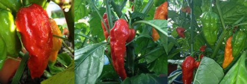 Wicked Tickle Whole Dried Ghost Peppers, 7 Pack (5 + 2 Free), Superhot Bhut Jolokia