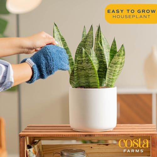 Costa Farms Live Indoor Snake Plant, Sansevieria 12-Inches Tall, Decor Planter