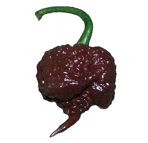 Chocolate Carolina Reaper HP22B Pepper Premium Seeds for Planting Packet Record Hottest in The World + More