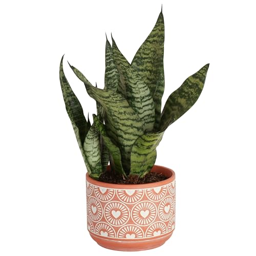 Costa Farms Live Indoor Snake Plant, Sansevieria 12-Inches Tall, Decor Planter