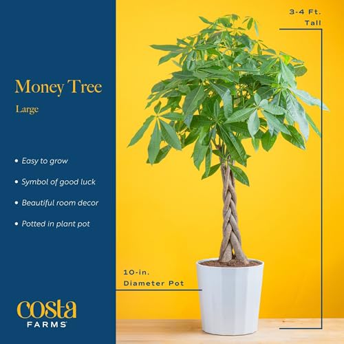 Costa Farms Money Tree Live Plants (2-Pack), Easy to Grow Houseplants in Indoor Garden Pot, Pachira Bonsai in Potting Soil, Birthday, Housewarming, Thank You Gift, Office and Home Decor, 3-4 Feet Tall