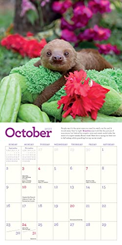 Original Sloths Mini Wall Calendar 2022: 12 Months of Irresistible Cuteness, Sloth Trivia, Stories, and Facts