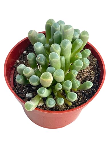 Live Succulent 4" Variegated String of Pearls, Succulents Plants Live, Succulent Plants Fully Rooted Hanging House Plant for Home Office Decoration, DIY Projects Party Favor Gift by The Succulent Cult