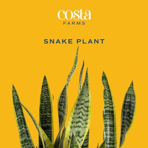Costa Farms Live Indoor Snake Plant, Sansevieria 12-Inches Tall, Decor Planter