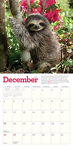 Original Sloths Mini Wall Calendar 2022: 12 Months of Irresistible Cuteness, Sloth Trivia, Stories, and Facts