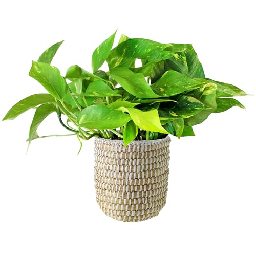 Shop Succulents Assorted Succulent Plant Pack Bulk Collection - Live Mini Succulent Plants, Low Maintenance, Mixture of Colors & Textures - Wedding and Party Favors, Gift & Garden, Pack of 20