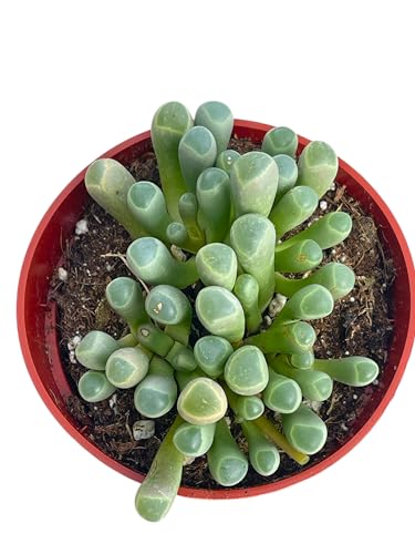 Live Succulent 4" Variegated String of Pearls, Succulents Plants Live, Succulent Plants Fully Rooted Hanging House Plant for Home Office Decoration, DIY Projects Party Favor Gift by The Succulent Cult