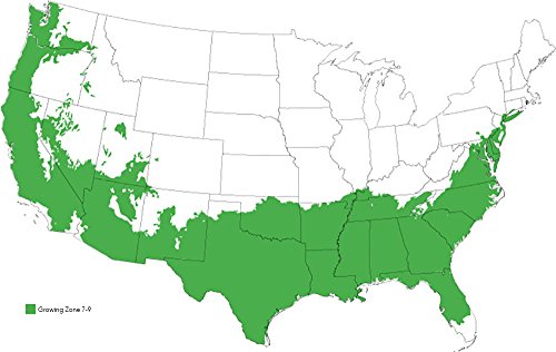 Arbequina Olive Tree - Live Plant, Includes Special Blend Plants Food & Planting Guide (2-3FT)