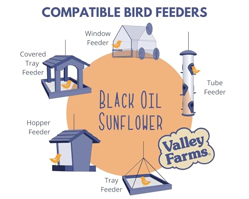 Valley Farms Black Oil Sunflower Seed Wild Bird Food 10 LB 2-Pack (20 LB Total) for Outside Feeders, Sunflower Seeds for Birds, Wild Bird Seed for Outside Feeders