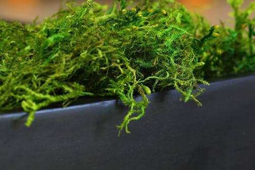 SuperMoss (25325) Forest Moss Preserved, Fresh Green, 3 Pounds