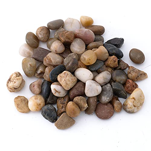 TerraGreen Creations Succulent Planter Kit - Terrarium Kit with Succulent Soil, Gravel, Pebble, Moss,