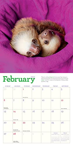 Original Sloths Mini Wall Calendar 2022: 12 Months of Irresistible Cuteness, Sloth Trivia, Stories, and Facts