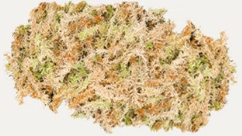 besgrow Premium New Zealand Sphagnum Moss, 500g (40L When Hydrated) - Harvested Sustainably from The Pristine West Coast of New Zealand's South Island
