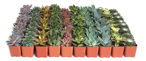 Shop Succulents Unique Succulent Plant Pack Collection - Live Mini Succulent Plants, Low Maintenance, Exceptional Colors & Textures - Wedding and Party Favors, Gift & Garden, Pack of 6