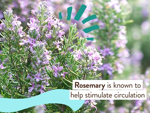 Babo Botanicals Eucalyptus Remedy Soothing Chest Rub - USDA Organic - Calming relief with eucalyptus, lavender & rosemary essential oils - Made without Camphor or Petroleum - For ages 3+