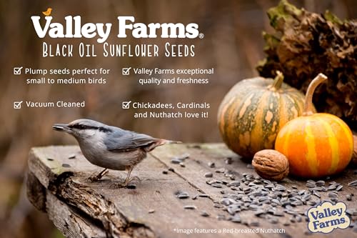 Valley Farms Black Oil Sunflower Seed Wild Bird Food 10 LB 2-Pack (20 LB Total) for Outside Feeders, Sunflower Seeds for Birds, Wild Bird Seed for Outside Feeders