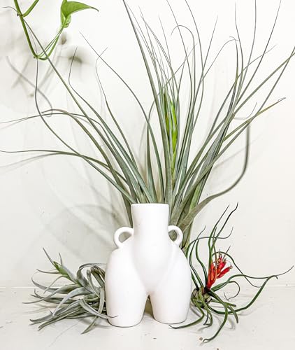 ragnaroc Air Plants - Elsker Gift Box - Large 4" - 5ct - Live Arrival Guaranteed - House Plants for Home Decor & Gift