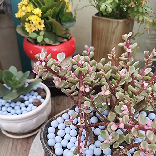 wohohoho 2.2lbs Mini Blue Hydroponics Clay Pebbles, Upgraded 3mm-5mm Hydro Ceramsite Balls, Horticultural Plant Top-Dressing Decorative Rocks for Aquaponics, Drainage Water, Purification, Cultivation