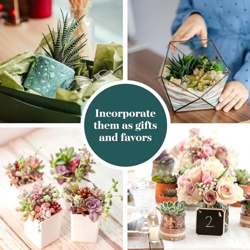 Shop Succulents Unique Succulent Plant Pack Collection - Live Mini Succulent Plants, Low Maintenance, Exceptional Colors & Textures - Wedding and Party Favors, Gift & Garden, Pack of 6