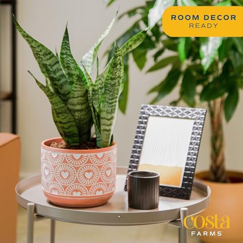 Costa Farms Live Indoor Snake Plant, Sansevieria 12-Inches Tall, Decor Planter