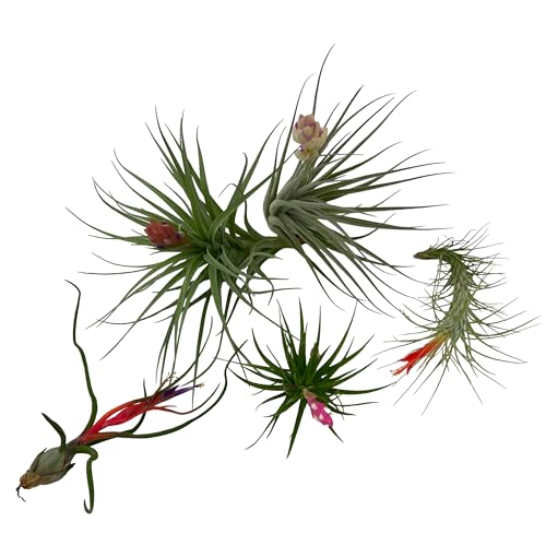 ragnaroc Air Plants - Elsker Gift Box - Large 4" - 5ct - Live Arrival Guaranteed - House Plants for Home Decor & Gift