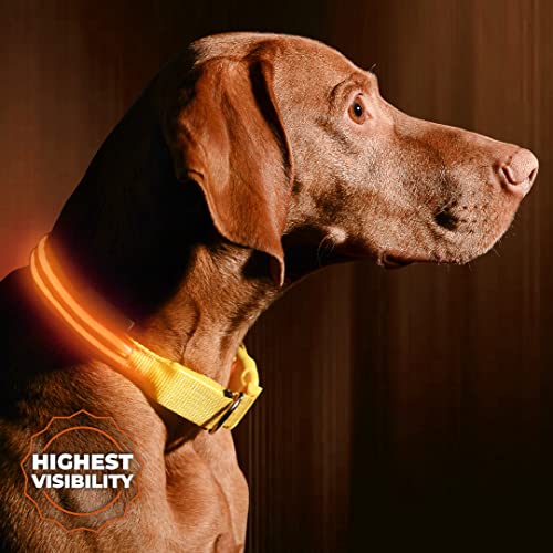 LED Dog Collar, USB Rechargeable, XX-Small (XXS) - 8.6'' - 11.4'', Bright Orange