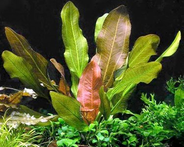 Rooted Live Aquarium Plant Bundle - 6 Easy Species | Snail Free Guaranteed