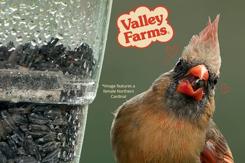 Valley Farms Black Oil Sunflower Seed Wild Bird Food 10 LB 2-Pack (20 LB Total) for Outside Feeders, Sunflower Seeds for Birds, Wild Bird Seed for Outside Feeders