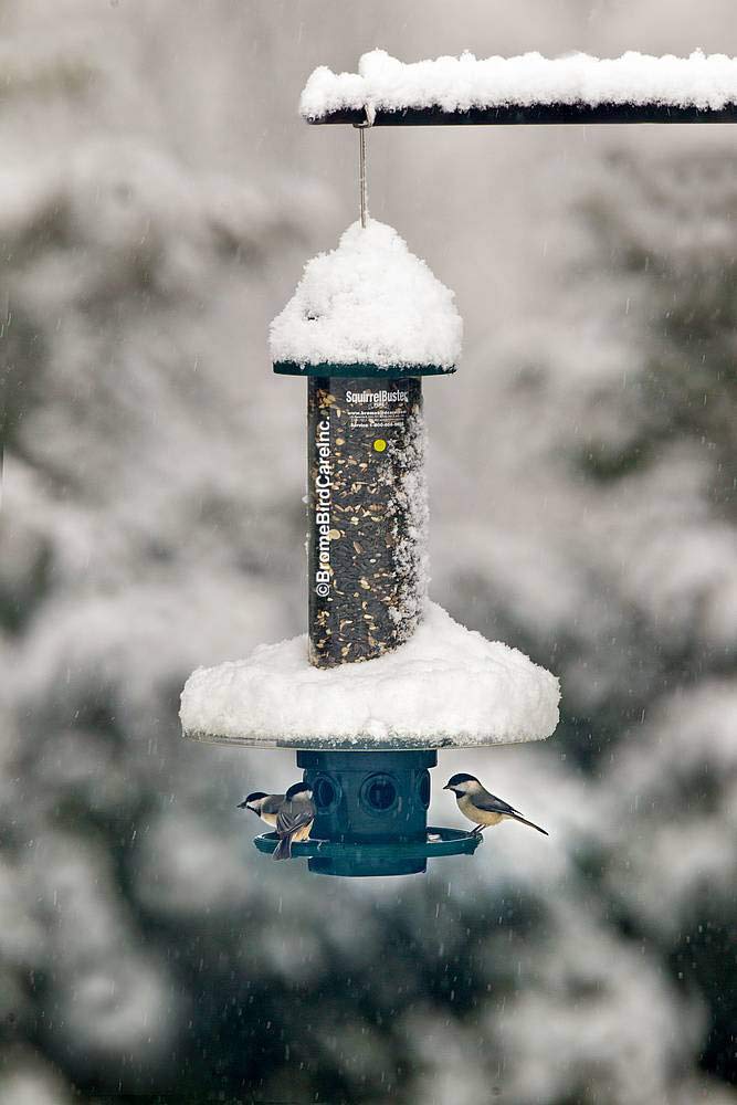 Weather Guard for Squirrel Buster Plus Bird Feeder (FEEDER NOT INCLUDED)