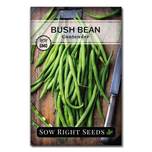 Sow Right Seeds - Contender Bush Green Bean Seeds for Planting - Non-GMO Heirloom Seed Packet - Stringless Variety to Plant an Outdoor Home Vegetable Garden - Abundant Harvest, Great for Kids (1)