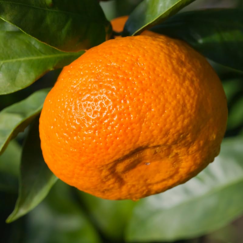 Satsuma Mandarin Tree Live Plant, Seedless Mandarin Tree Live, Mandarin Orange Tree, Mandarins Fruit Tree 3 Feet Tall from The Pot Base