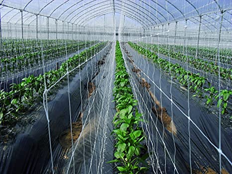mychoiii Professional Garden Trellis Netting Bulk Roll - 6.5ft x 3280ft Heavy-Duty Garden Netting for Climbing Plants,Garden Melons Vegetables, Grape Racks, Hydroponic