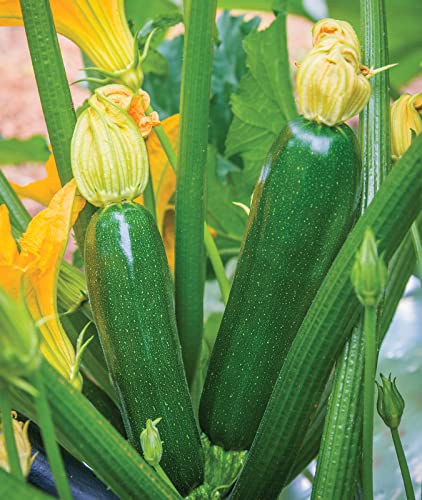 Burpee Fordhook Zucchini Summer Squash Seeds 50 seeds