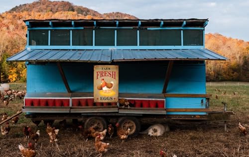 Funny Chicken Sign, Metal Chicken Coop Tin Signs, Farm Fresh Eggs Smile Chicken, Yard Sign Garage Farm Garden Wall Decor Sign Plaque Outdoor for Home Fence 8 X 12 Inches