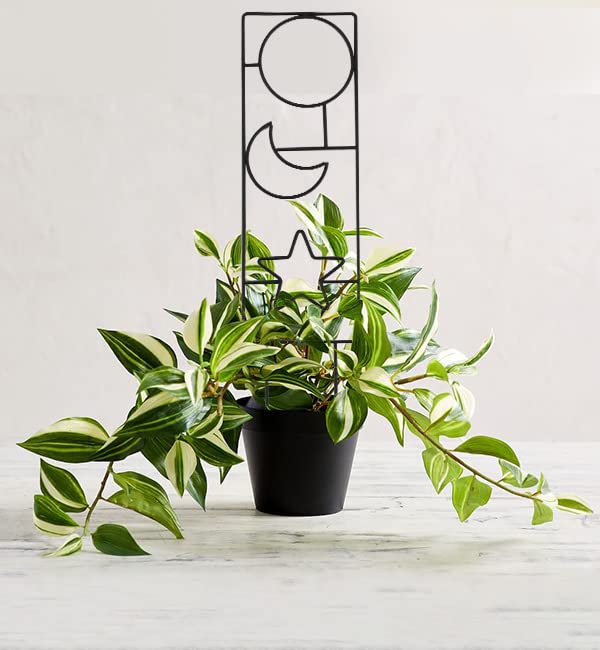 Wellsign Plant Trellis for Climbing Plants Indoor, 15.94Inch Small Garden Metal Houseplant Trellis for Potted Plants Outdoor with 4 Patterns for Vine Ivy Flower Plant Support Lover Lattice