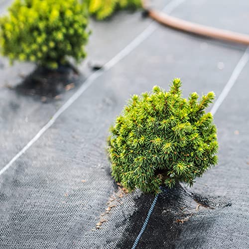 Winisok Garden Weed Barrier Landscape Fabric 2FT x 50FT, Premium Weed Control Garden Cloth, Durable Woven Geotextile Fabric, Mulch Breathable Ground Cover for Landscaping Weed Blocker Garden Bed