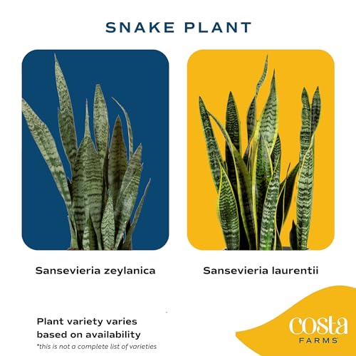Costa Farms Live Indoor Snake Plant, Sansevieria 12-Inches Tall, Decor Planter