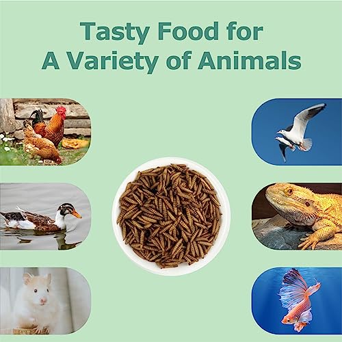 WORMSKING 2LB Dried Black Soldier Fly Larvae, More Calcium Than Dried Mealworms, High Protein Chicken Feed, Poultry Treat, Chicken Scratch
