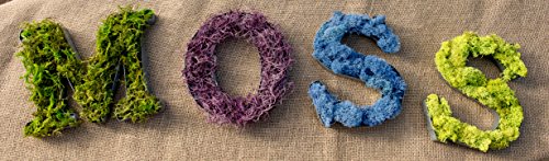 SuperMoss (25325) Forest Moss Preserved, Fresh Green, 3 Pounds