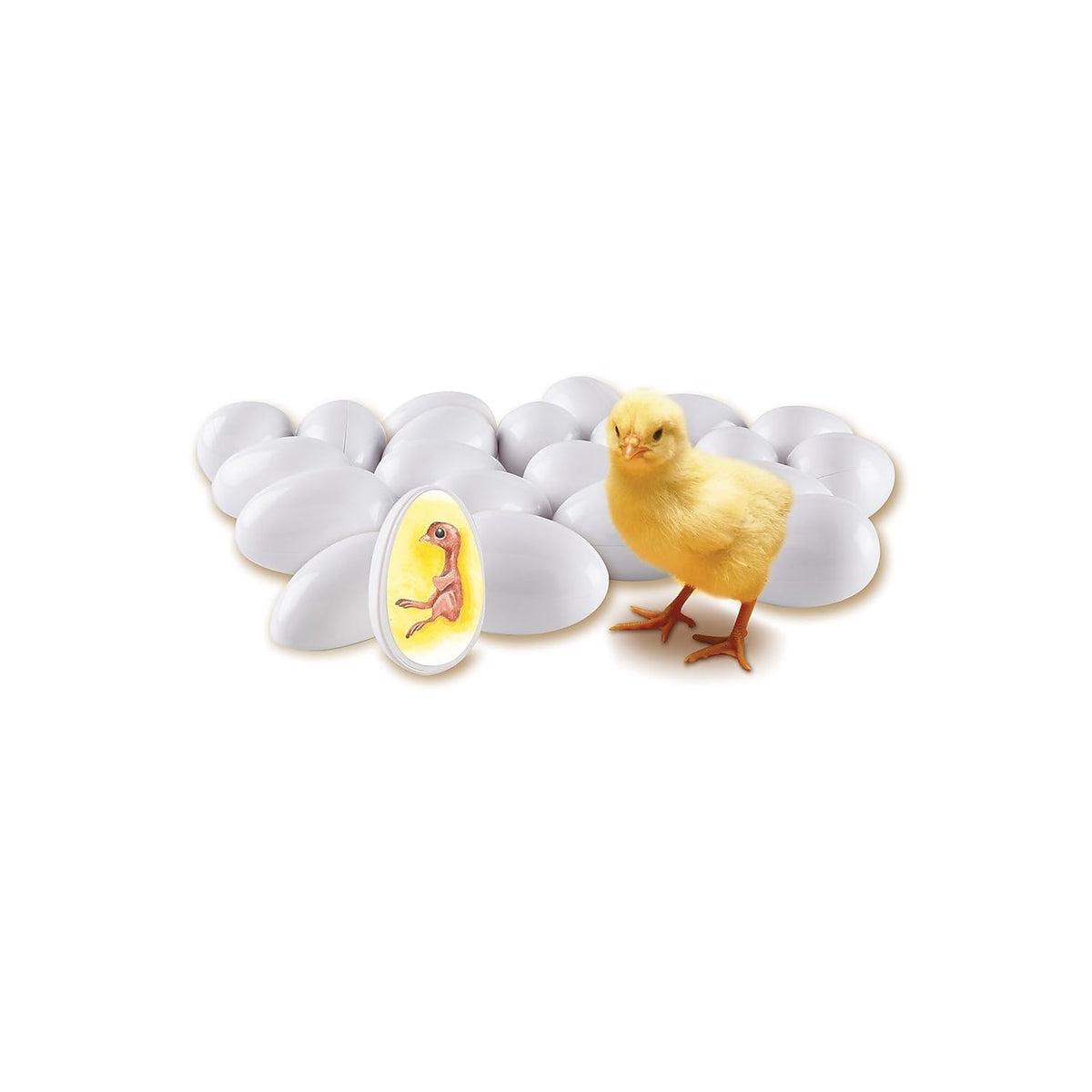 Learning Resources Chick Life Cycle Exploration Set, Multi-color