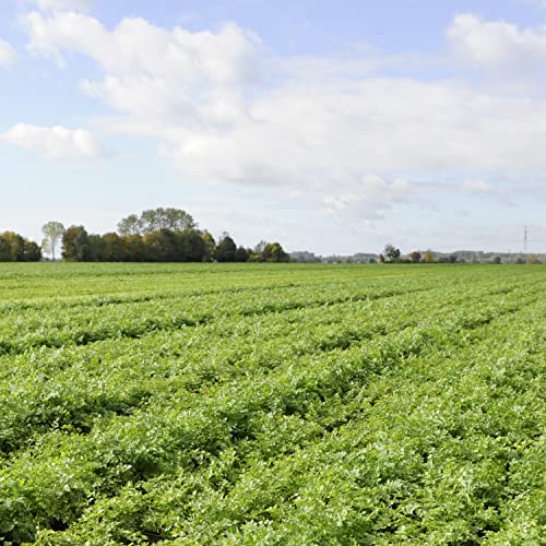 Knorr Sauce Mix Sauces For Simple Meals and Sides Hollandaise No Artificial Flavors, No Added MSG 0.9 oz